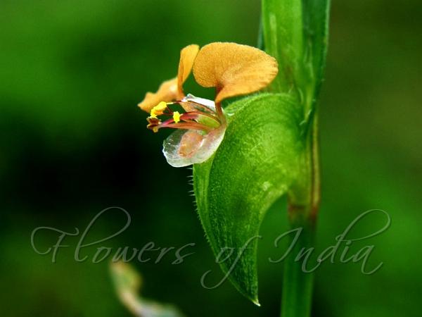 Linear-Leaf Dayflower